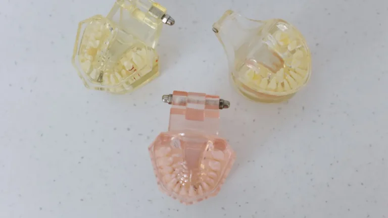 Three transparent dental models displayed on a white surface for educational purposes.
