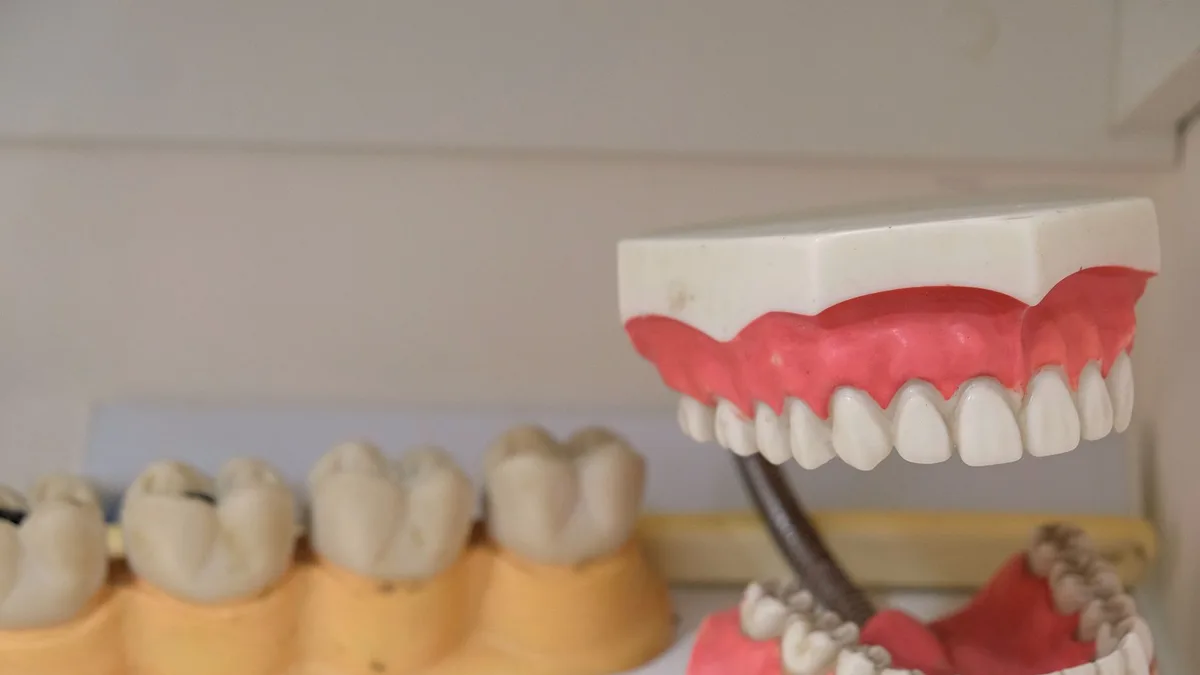 Close-up image showing detailed dental models and dentures on display, ideal for dental education.